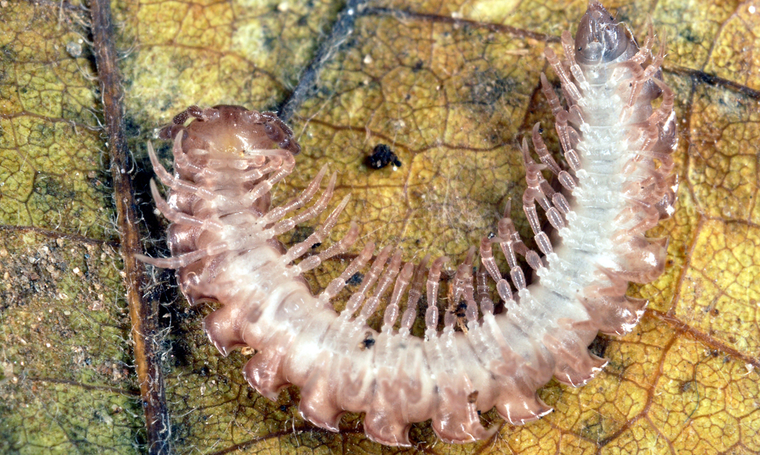 Diplopoda - Ikerszelvényesek