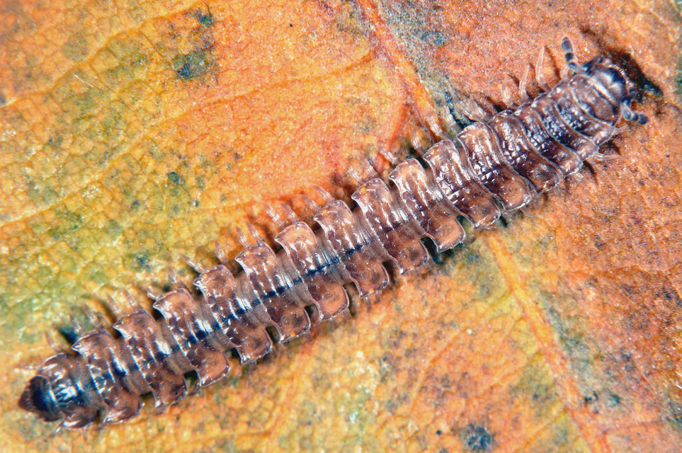 Diplopoda - Ikerszelvényesek