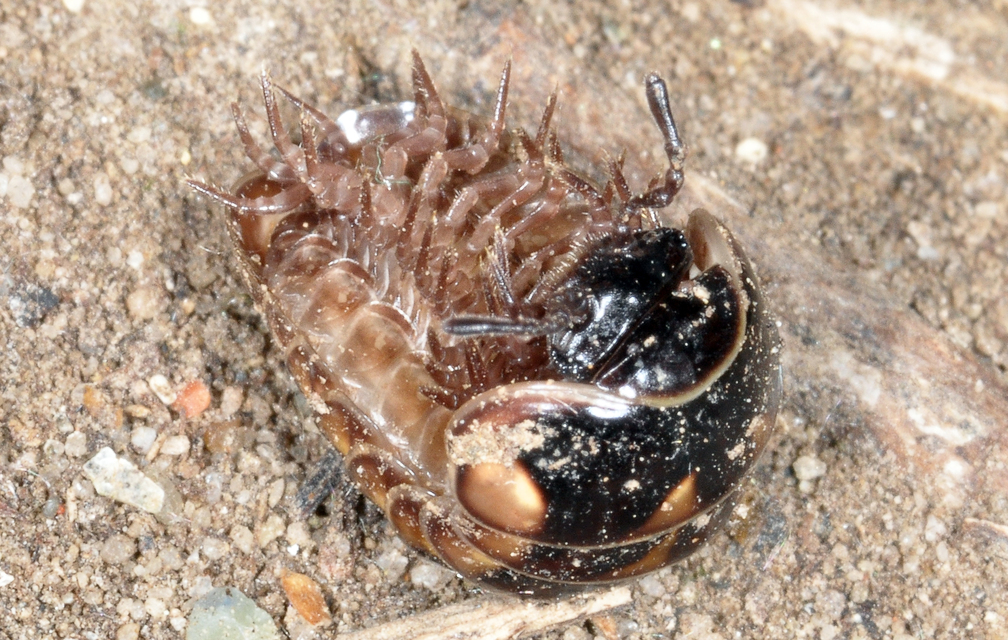 Glomeridae