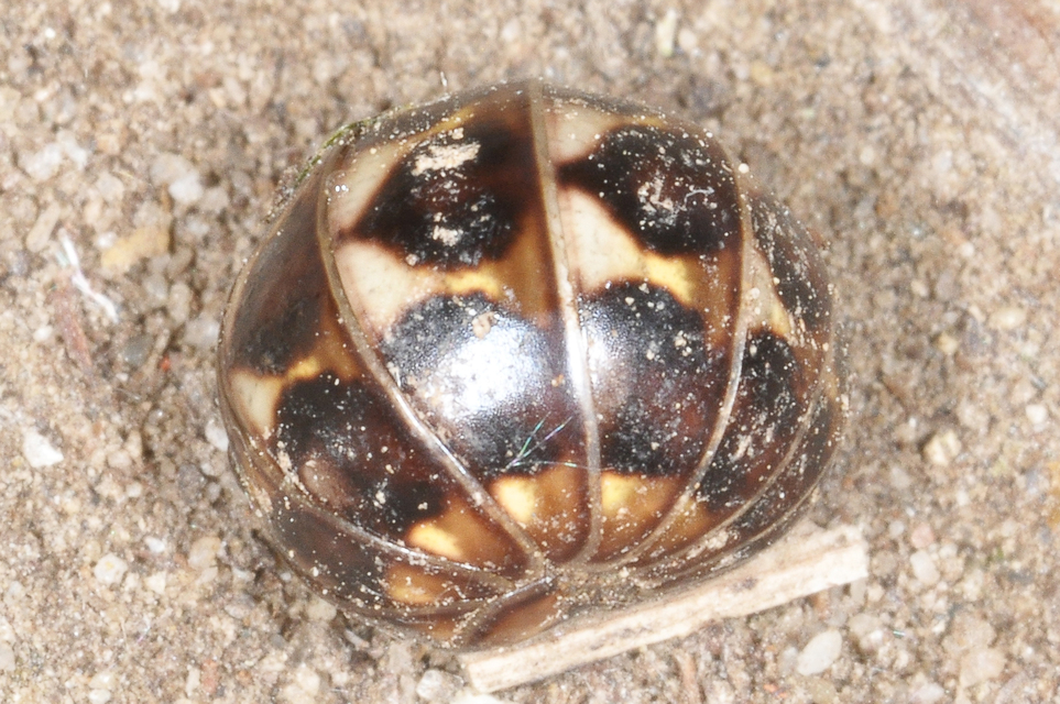 Glomeridae