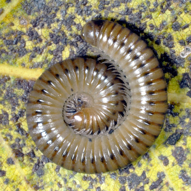 Diplopoda - Ikerszelvényesek
