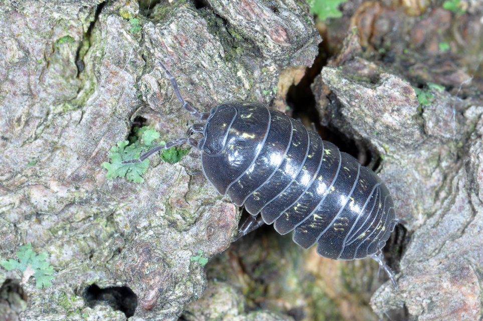 Armadillidium vulgare - szürke gömbászka