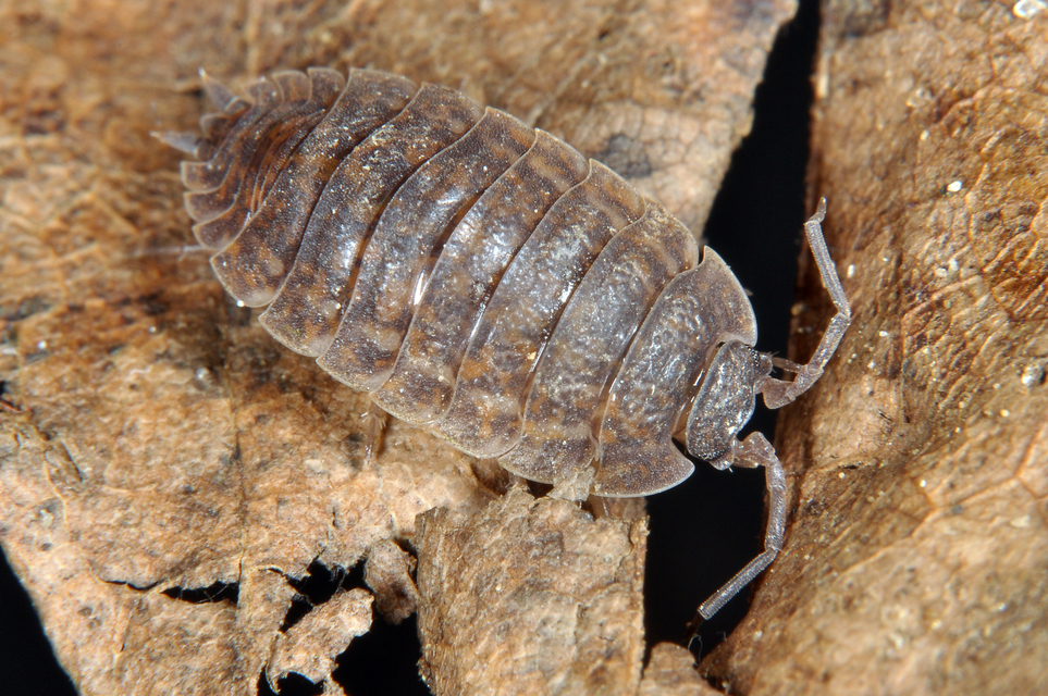 Porcellio scaber - érdes pinceászka