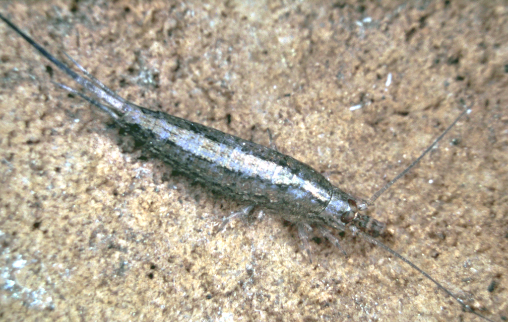 Zygentoma - Pikkelykék