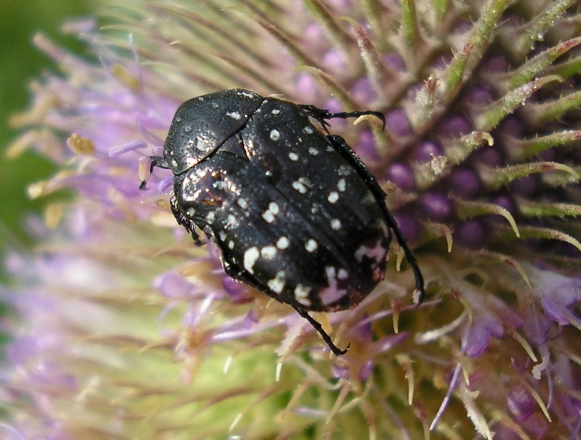Oxythyrea funesta - sokpettyes virágbogár
