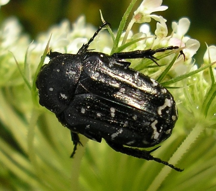 Oxythyrea funesta - sokpettyes virágbogár