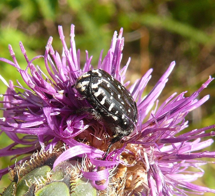 Oxythyrea funesta - sokpettyes virágbogár