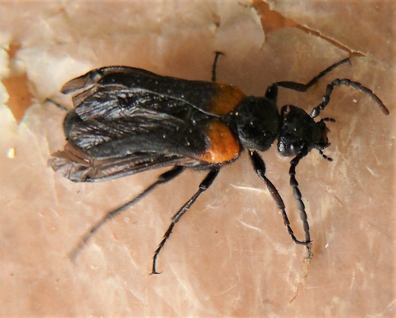 Sitaris muralis - pirosvállú méhbogár