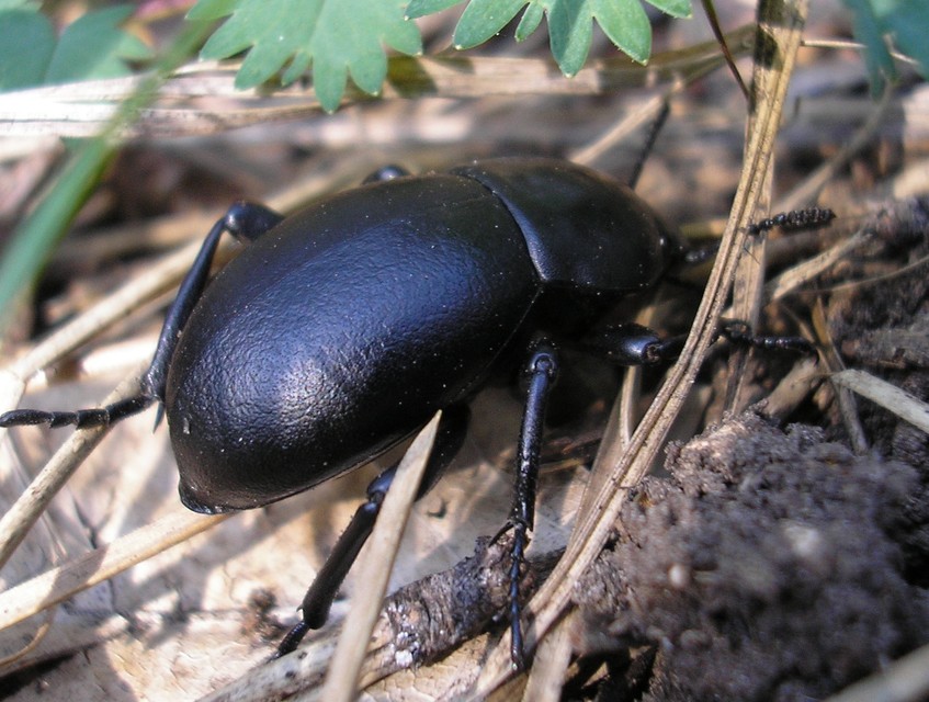 Gnaptor spinimanus - pohos gyászbogár
