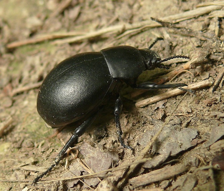 Gnaptor spinimanus - pohos gyászbogár