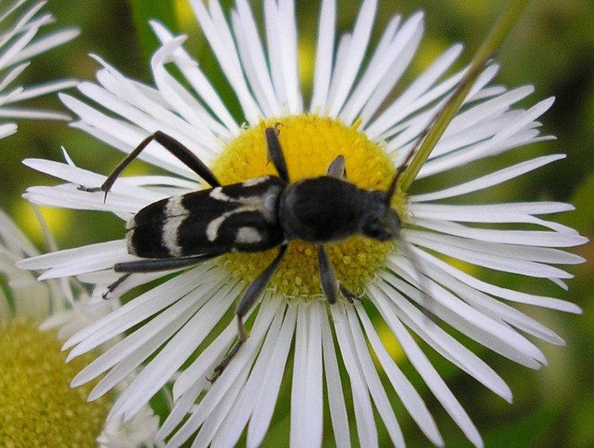 Chlorophorus figuratus - rajzos darázscincér