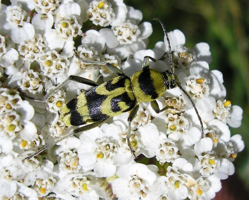 Chlorophorus varius - díszes darázscincér