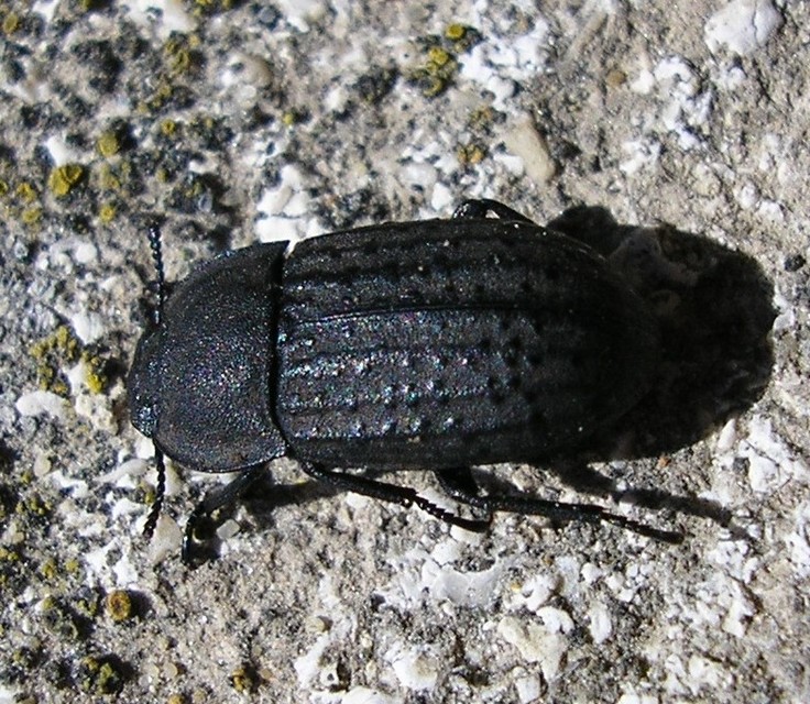 Opatrum sabulosum - sároshátú gyászbogár