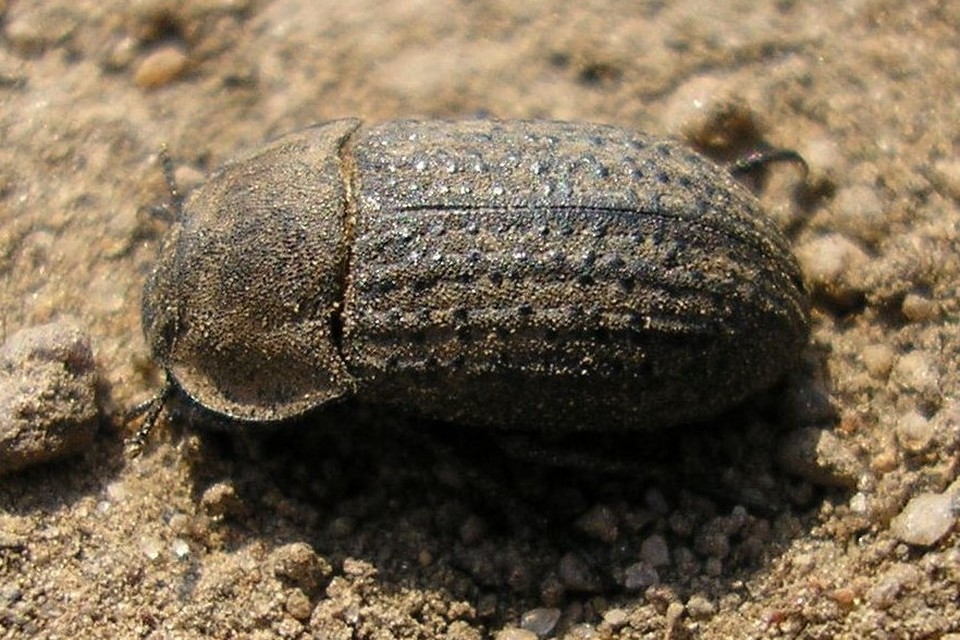 Opatrum sabulosum - sároshátú gyászbogár