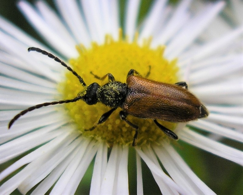 Pseudovadonia livida - barnás virágcincér