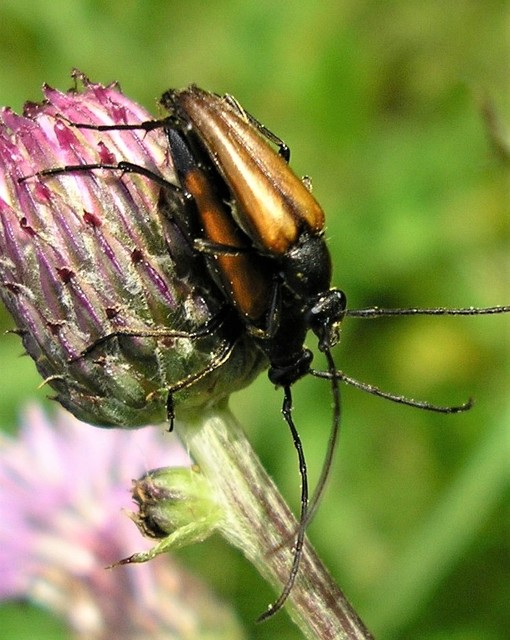 Stenurella melanura - feketevégű karcsúcincér