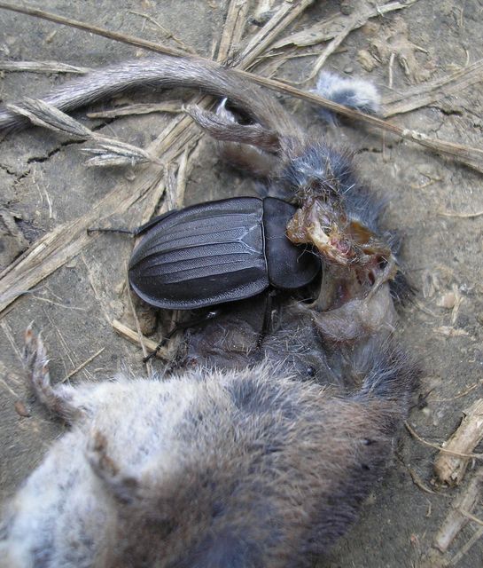 Silpha carinata - karimás dögbogár