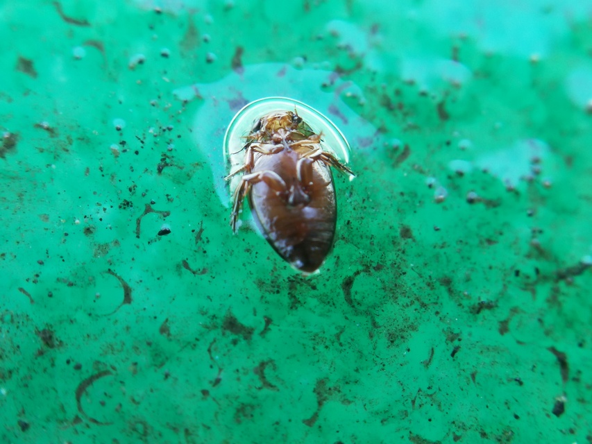 Laccophilus poecilus - tarka bukóbogár