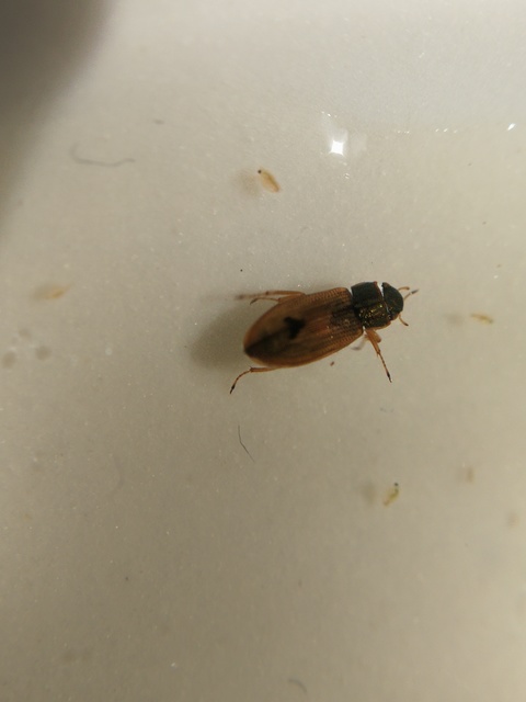 Helophoridae - vésettcsiborfélék
