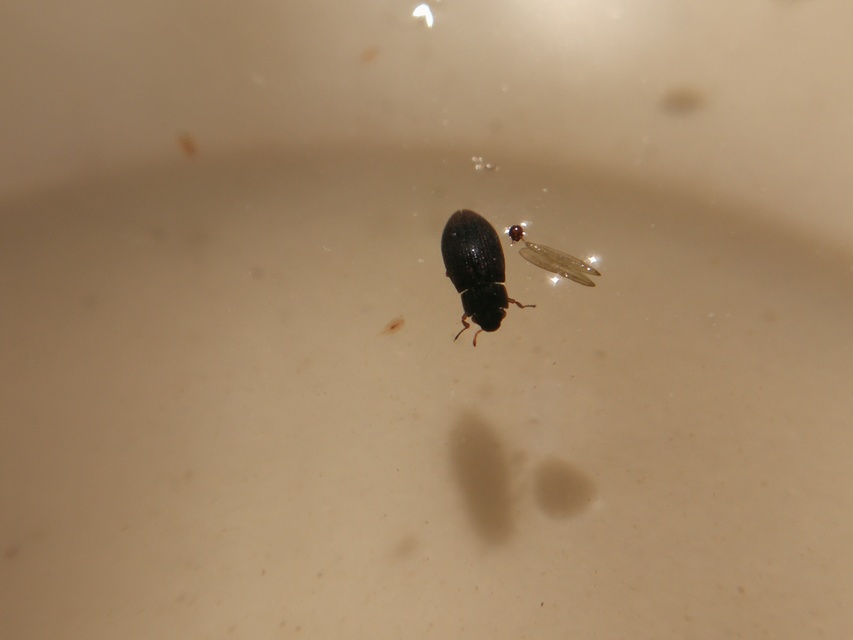Helophorus