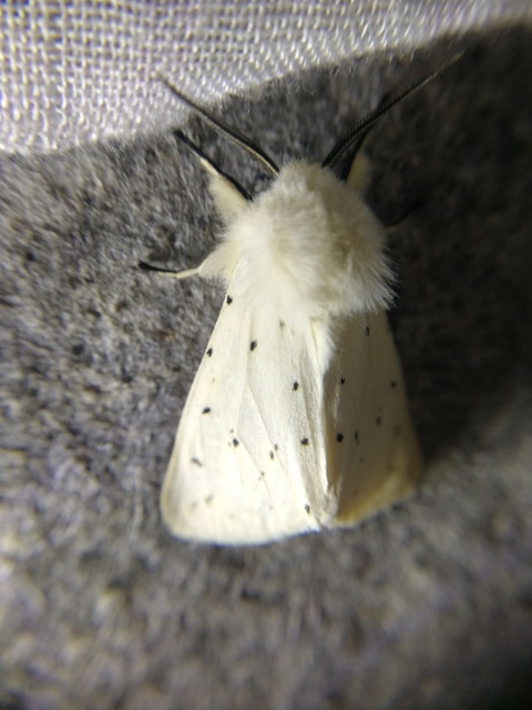 Spilosoma lubricipedum - tejszínű medvelepke
