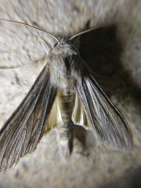 Cucullia umbratica - közönséges csuklyásbagoly