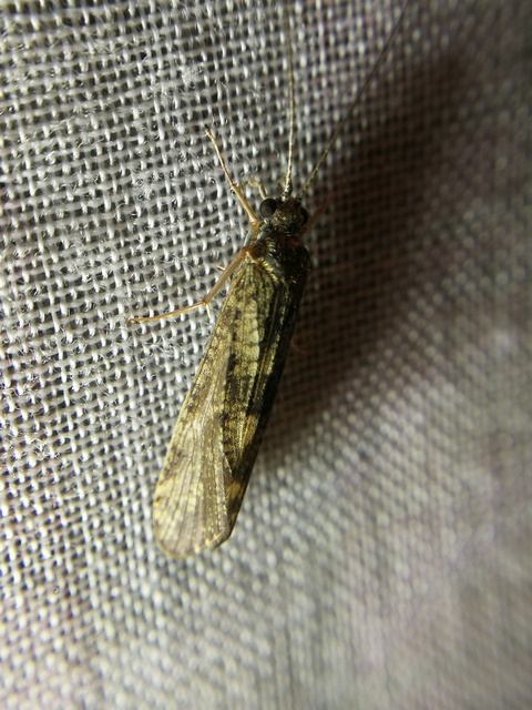 Trichoptera - Tegzesek