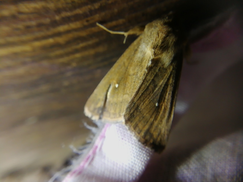 Mythimna albipuncta - fehérpettyes rétibagoly