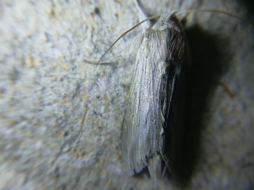 Cucullia umbratica - közönséges csuklyásbagoly