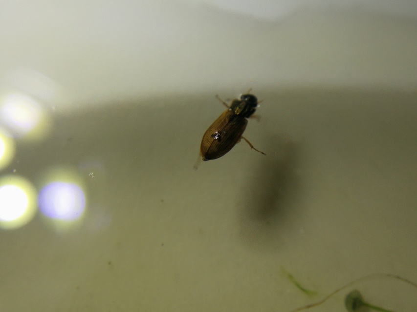 Helophoridae - vésettcsiborfélék