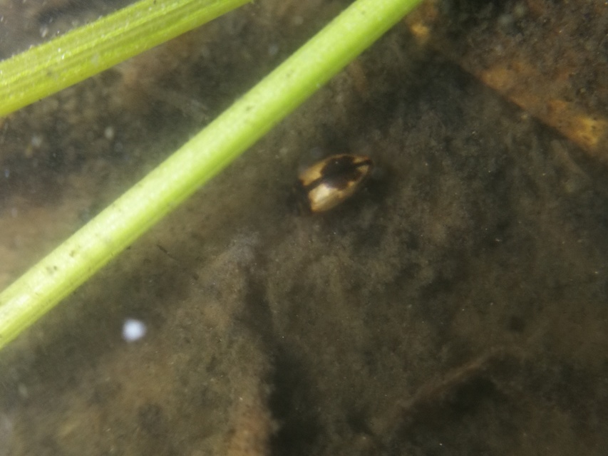 Hydroglyphus geminus - gyakori paránycsíkbogár