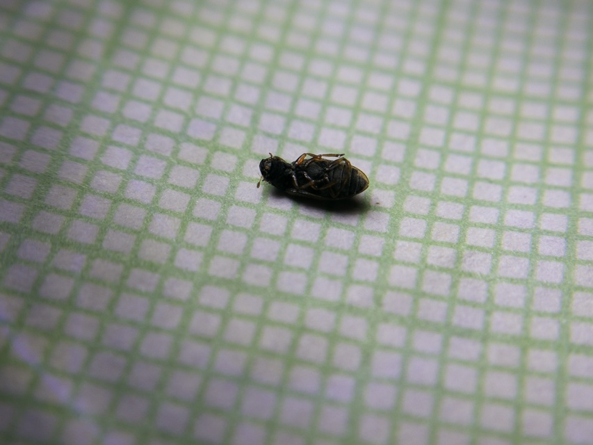 Helophoridae - vésettcsiborfélék