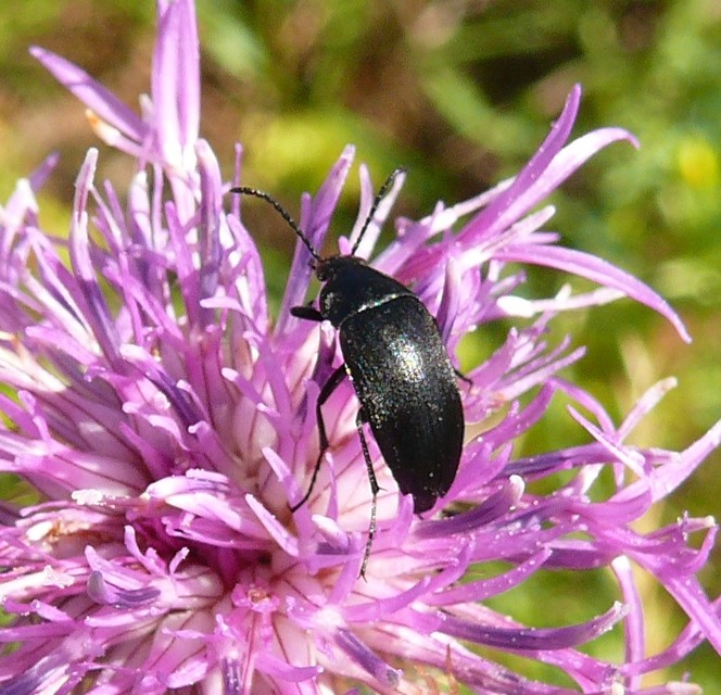 Podonta nigrita - szerecsenbogár