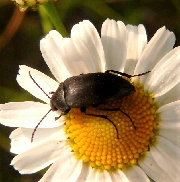 Podonta nigrita - szerecsenbogár