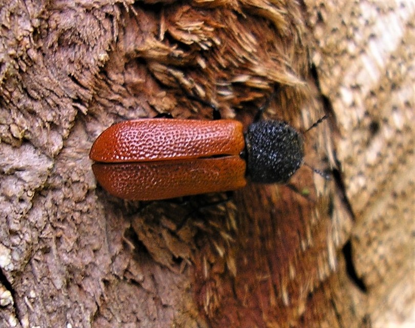 Bostrichus capucinus - piros csuklyásszú