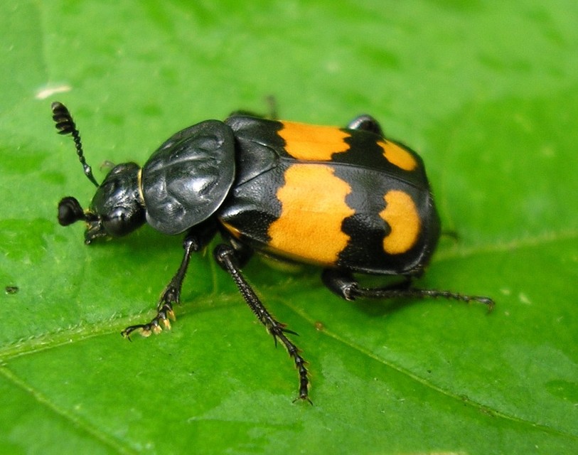 Nicrophorus vespilloides - feketecsápú temetőbogár