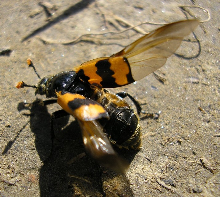 Nicrophorus vespillo - közönséges temetőbogár