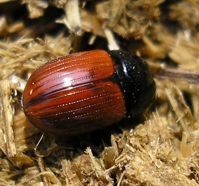 Aphodius fimetarius - feketehasú trágyabogár