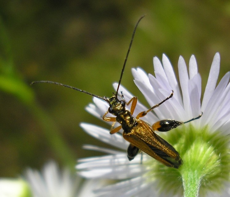 Oedemera podagrariae - székfű-álcincér