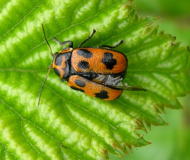 Cryptocephalus sexpunctatus - hatfoltos zömökbogár Cryptocephalus sexpunctatus - hatfoltos zömökbogár