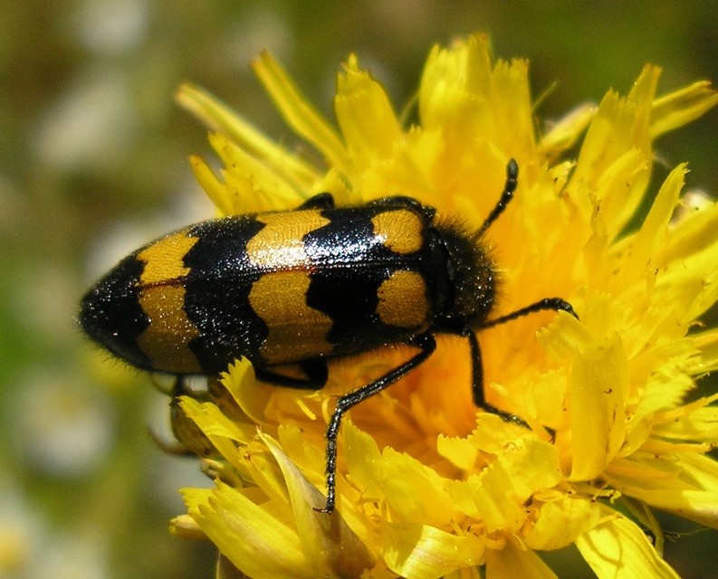 Mylabris variabilis - szalagos hólyaghúzó Mylabris variabilis - szalagos hólyaghúzó