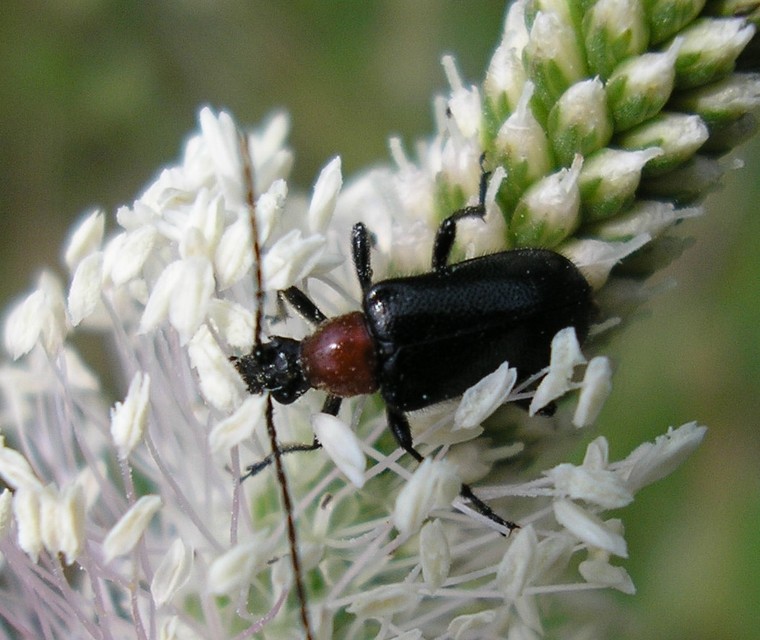 Dinoptera collaris - vörösnyakú virágcincér