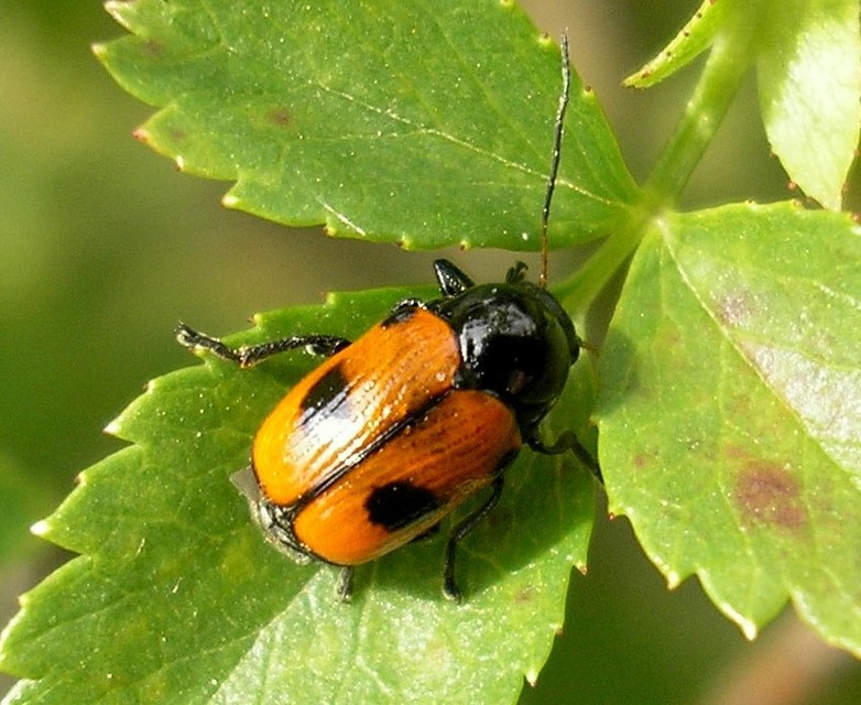 Cryptocephalus bipunctatus - kétpettyes zömökbogár
