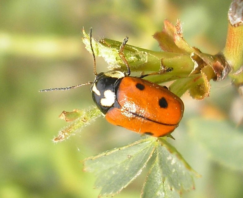 Cryptocephalus cordiger - szíves zömökbogár