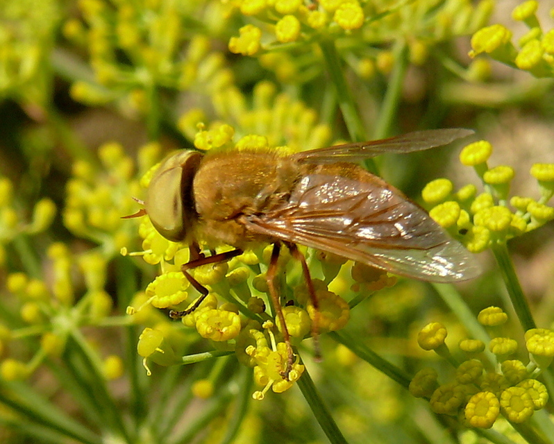 Atylotus