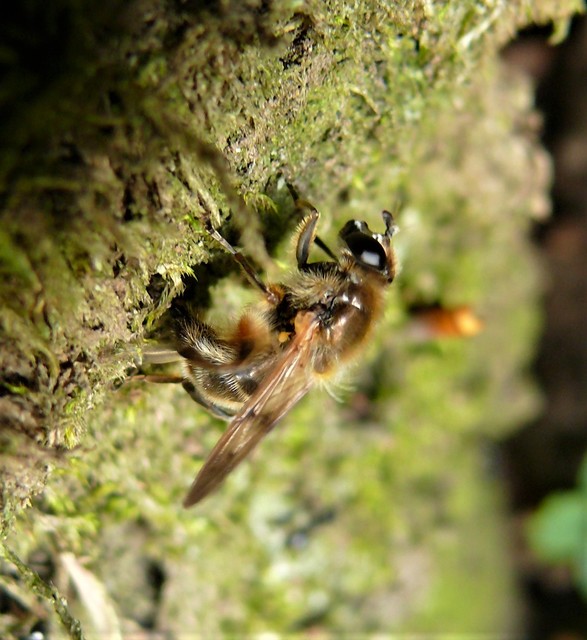Brachypalpus