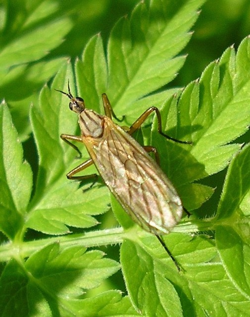 Empis