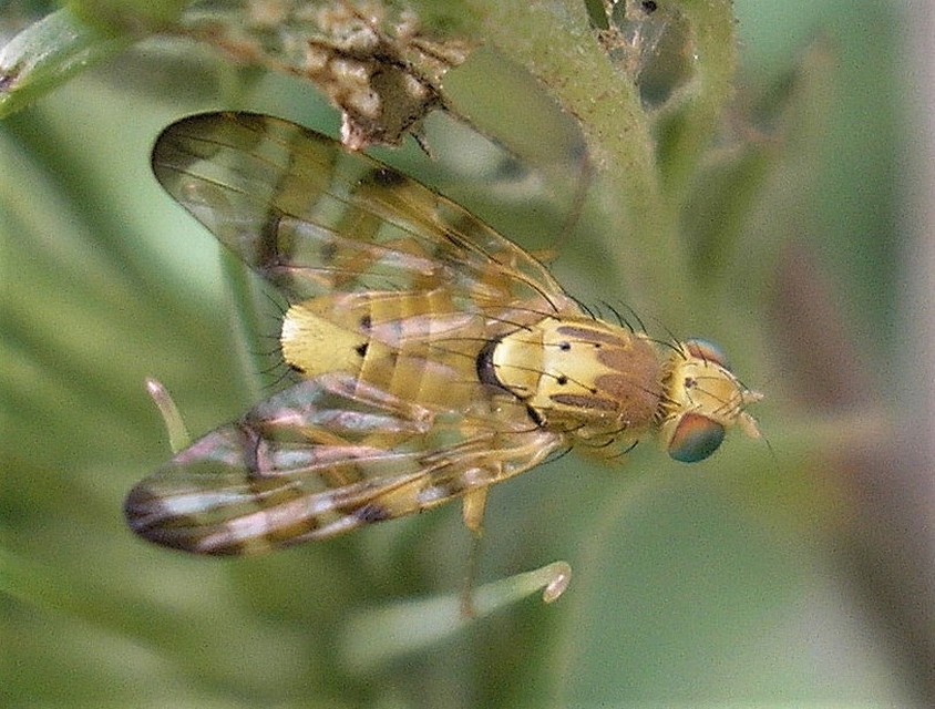 Tephritidae - fúrólégyfélék