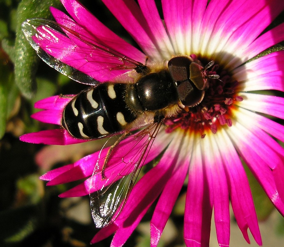 Scaeva pyrastri - gyakori nagyhomlokúlégy