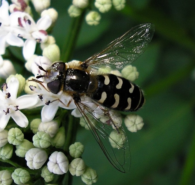Scaeva pyrastri - gyakori nagyhomlokúlégy